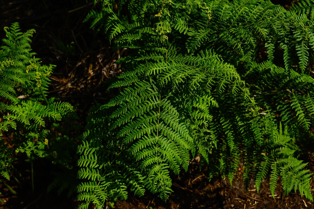 Discovering the Untamed: A Journey Through Nature’s Wonders